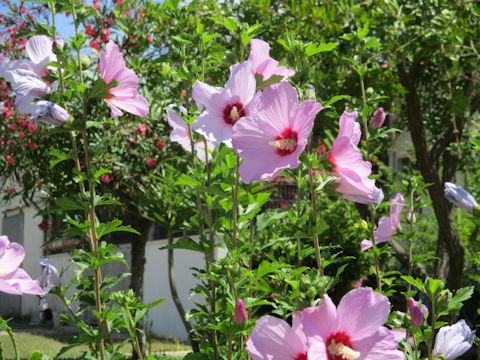 Hibiscus mutabilis