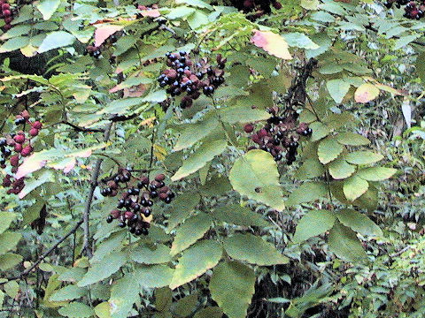 Zanthoxylum armatum var. subtrifoliatum