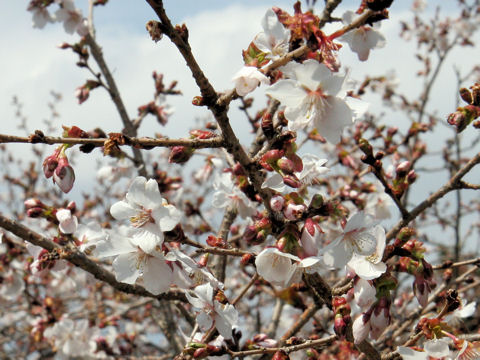 Prunus x parvifolia cv. Fuyu-zakura