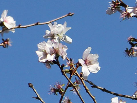 Prunus x parvifolia cv. Fuyu-zakura