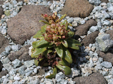 Lysimachia mauritiana