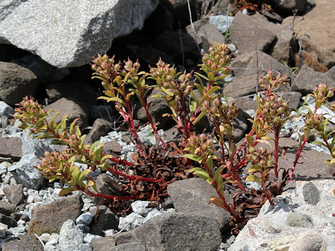 Lysimachia mauritiana