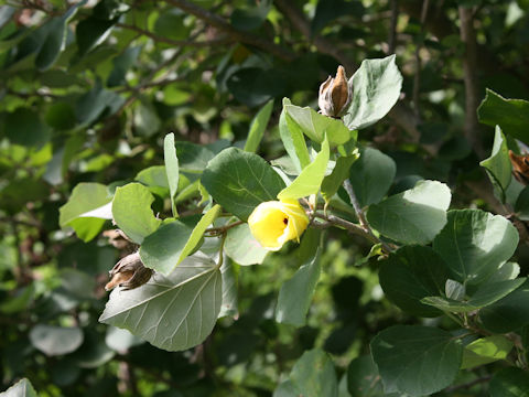 Hibiscus hamabo