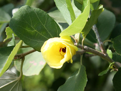 Hibiscus hamabo