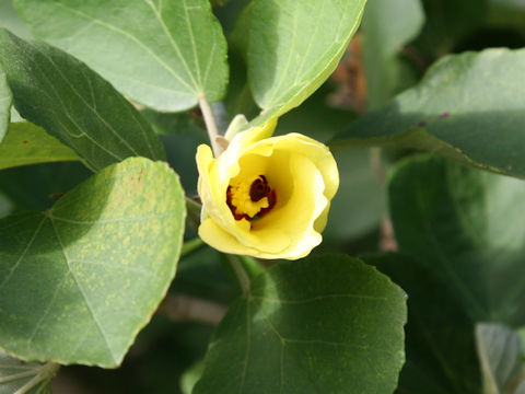 Hibiscus hamabo