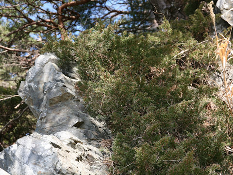 Juniperus chinensis var. pacifica