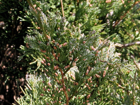 Juniperus chinensis var. pacifica