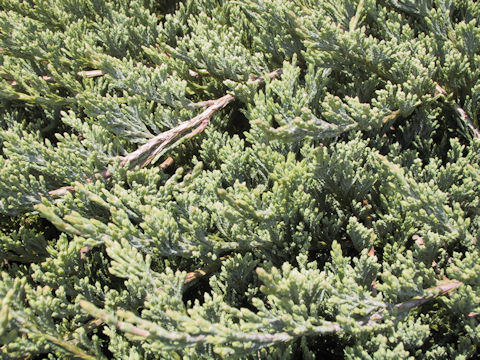 Juniperus chinensis var. procunbens