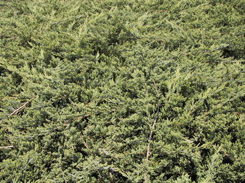 Juniperus chinensis var. procunbens