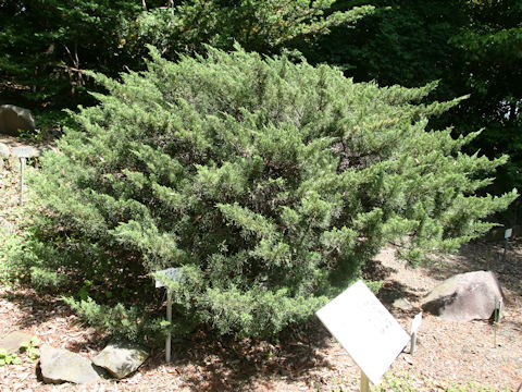 Juniperus chinensis var. procunbens