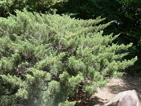 Juniperus chinensis var. procunbens