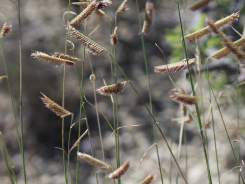 Bouteloua hirsuta