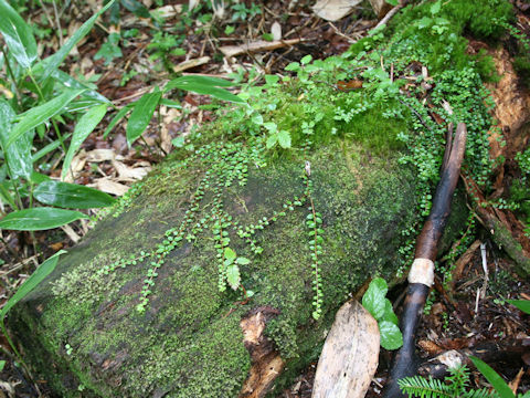 Ilex crenata var. paludosa