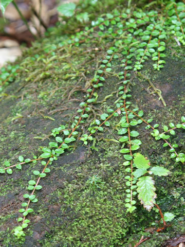 Ilex crenata var. paludosa