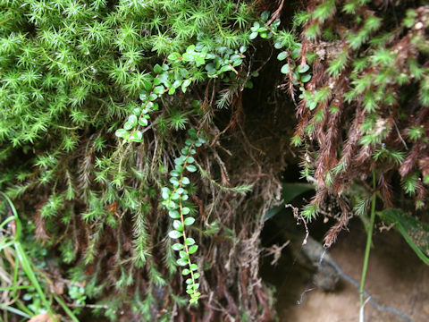 Ilex crenata var. paludosa