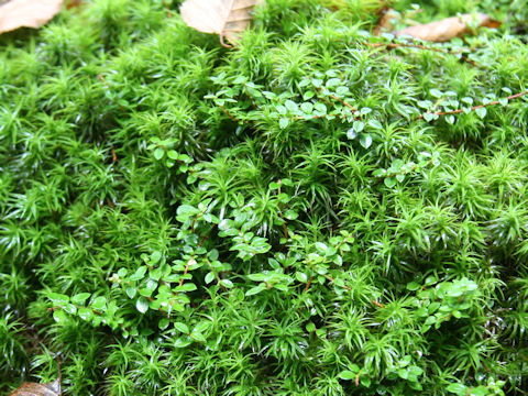 Ilex crenata var. paludosa