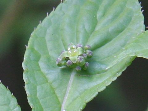 Helwingia japonica