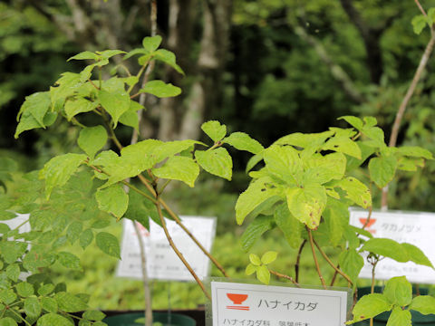 Helwingia japonica