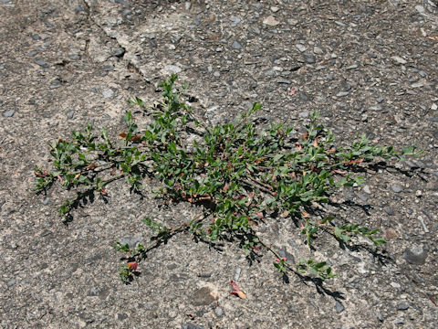 Polygonum arenastrum