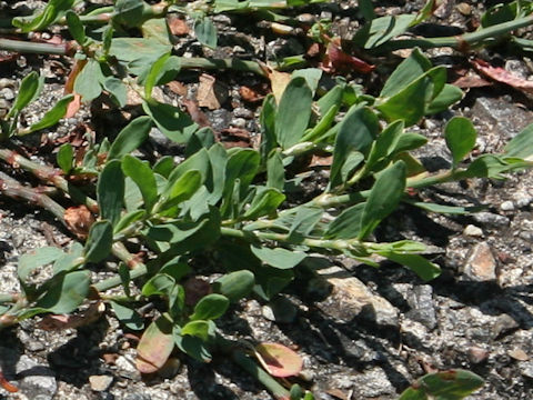 Polygonum arenastrum