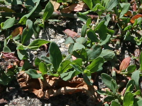 Polygonum arenastrum