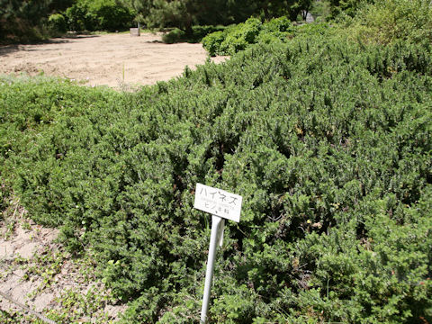 Juniperus conferta