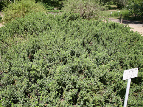 Juniperus conferta