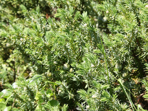 Juniperus conferta