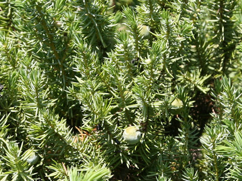 Juniperus conferta