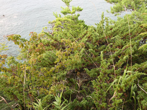 Juniperus conferta