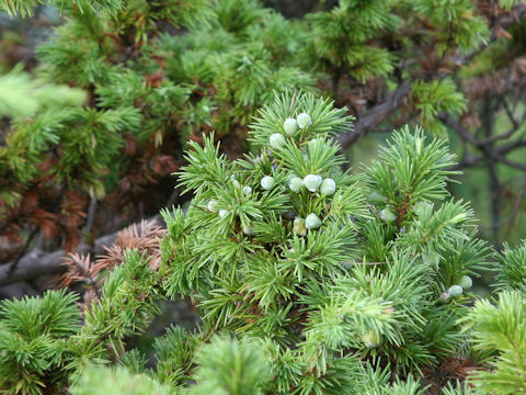 Juniperus conferta