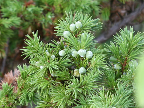 Juniperus conferta