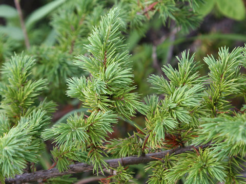 Juniperus conferta