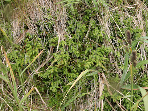 Juniperus conferta