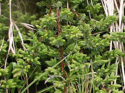 Juniperus conferta