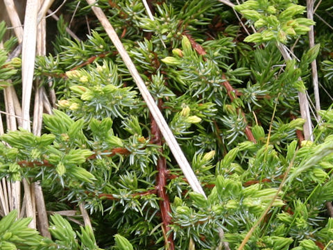 Juniperus conferta