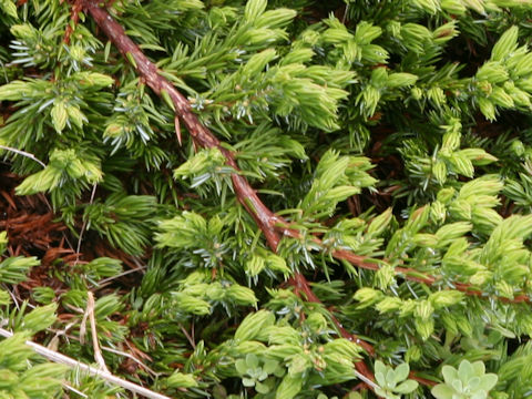 Juniperus conferta