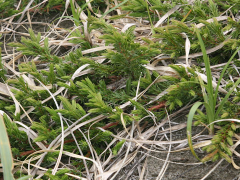 Juniperus conferta