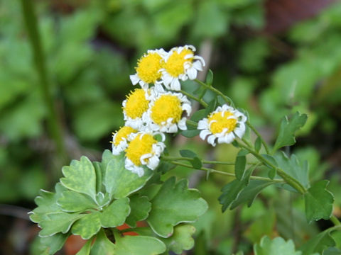 Chrysanthemum x marginatum