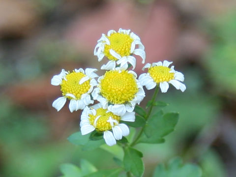 Chrysanthemum x marginatum