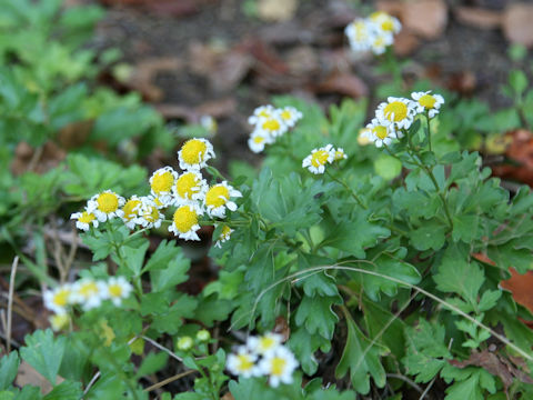 Chrysanthemum x marginatum