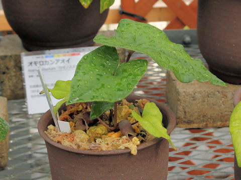 Asarum hatsushimae