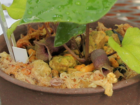 Asarum hatsushimae
