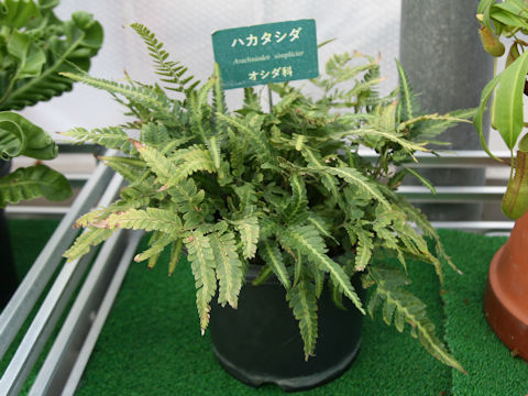 Arachniodes simplicior