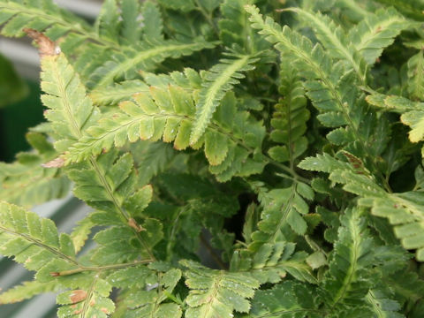 Arachniodes simplicior