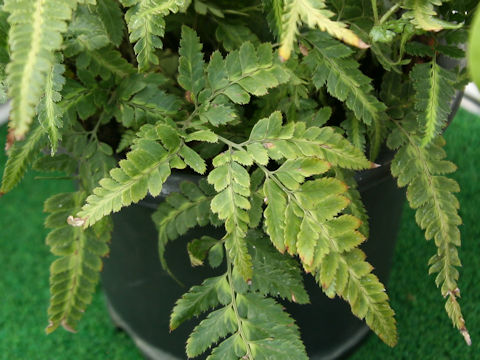 Arachniodes simplicior