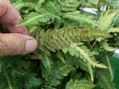 Arachniodes simplicior