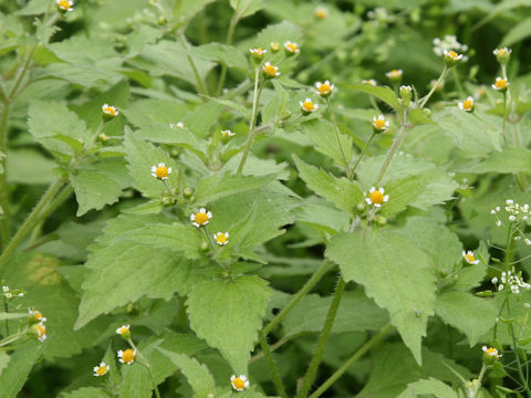 Galinsoga ciliata