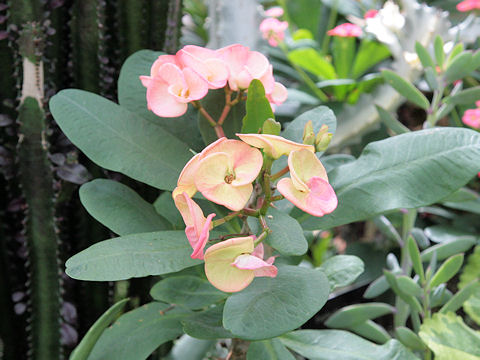 Euphorbia milii var. splendens