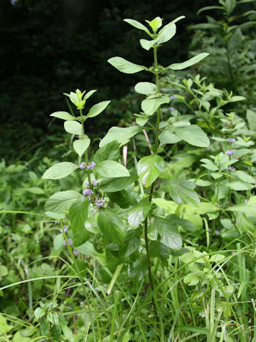 Mentha arvensis var. piperascens